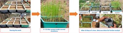 Enhancing stress resilience in rice (Oryza sativa L.) through profiling early-stage morpho-physiological and molecular responses to multiple abiotic stress tolerance